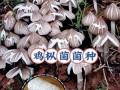 菇菇栽培研究室攻略（菇菇栽培研究所攻略）