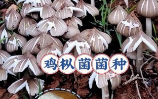 菇菇栽培研究室攻略（菇菇栽培研究所攻略）