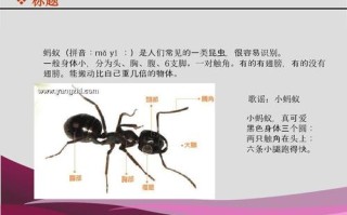 王者荣耀里蚂蚁出装：优化你的装备选择