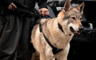 王者荣耀狼狗出装 - s21狼狗出装