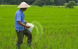 提升技巧：深入理解王者荣耀中的农民战术
