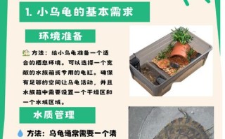 乌龟每天攻略，乌龟经验