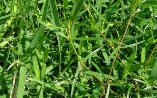成为王者荣耀中的"草丛王"：技巧与策略