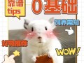 龙猫饲养攻略 - 龙猫饲养攻略视频