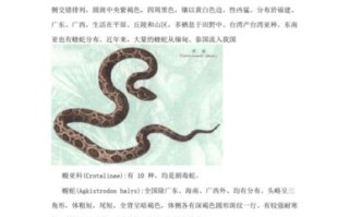 王者荣耀中蛇形态技能的教学与策略