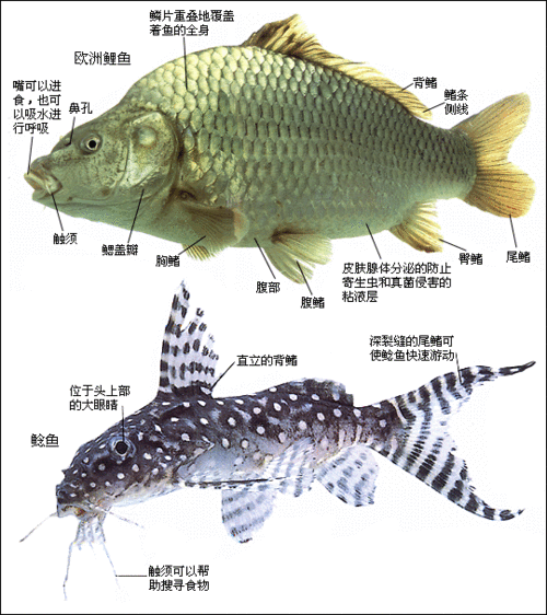 王者荣耀鱼最强出装:-第2张图片-益智游 王者荣耀鱼最强出装:-第2张图片-益智游