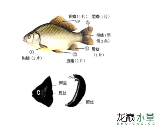 王者荣耀鱼最强出装:-第4张图片-益智游 王者荣耀鱼最强出装:-第4张图片-益智游