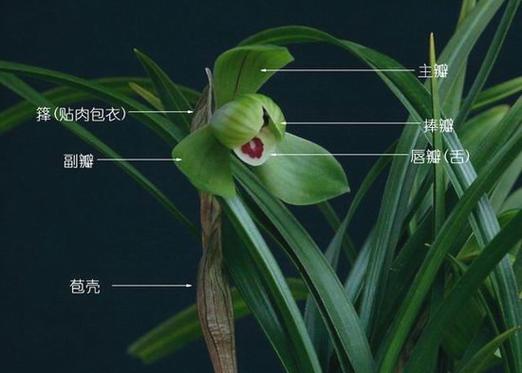 王者荣耀兰怎么出装:出装搭配一招致胜-第3张图片-益智游 王者荣耀兰怎么出装:出装搭配一招致胜-第3张图片-益智游