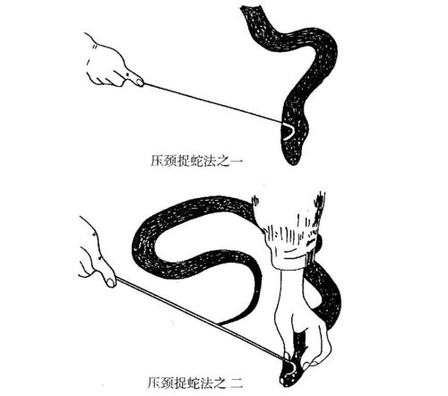 提升技巧:深入解析王者荣耀中的蛇操作教学-第2张图片-益智游 提升技巧:深入解析王者荣耀中的蛇操作教学-第2张图片-益智游