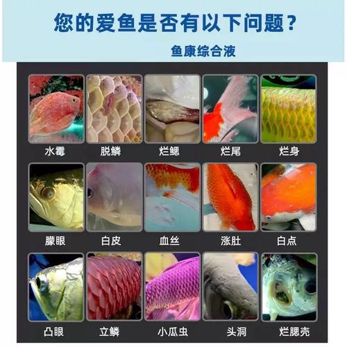 王者荣耀鱼辅助教学:提升游戏胜率的关键-第2张图片-益智游 王者荣耀鱼辅助教学:提升游戏胜率的关键-第2张图片-益智游