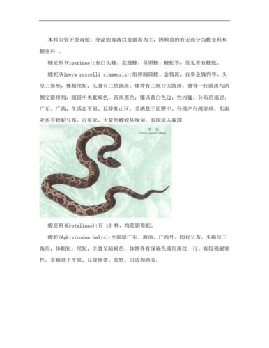 王者荣耀中蛇形态技能的教学与策略-第1张图片-益智游 王者荣耀中蛇形态技能的教学与策略-第1张图片-益智游