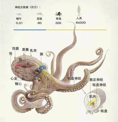 王者荣耀中的八爪鱼战术与教学-第1张图片-益智游 王者荣耀中的八爪鱼战术与教学-第1张图片-益智游