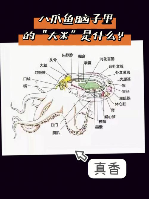 王者荣耀中的八爪鱼战术与教学-第2张图片-益智游 王者荣耀中的八爪鱼战术与教学-第2张图片-益智游