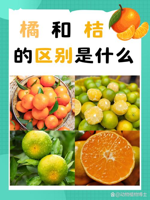 王者荣耀橘子玩法(王者荣耀橘子玩法介绍)-第2张图片-益智游 王者荣耀橘子玩法(王者荣耀橘子玩法介绍)-第2张图片-益智游