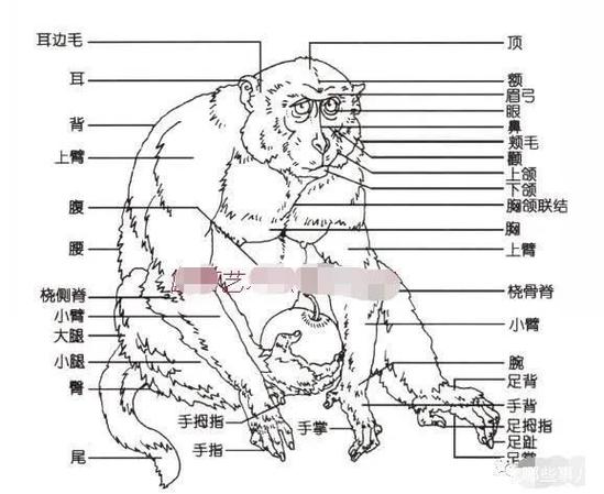 王者荣耀猴子教学瓶子,王者英耀猴子教学-第1张图片-益智游 王者荣耀猴子教学瓶子,王者英耀猴子教学-第1张图片-益智游