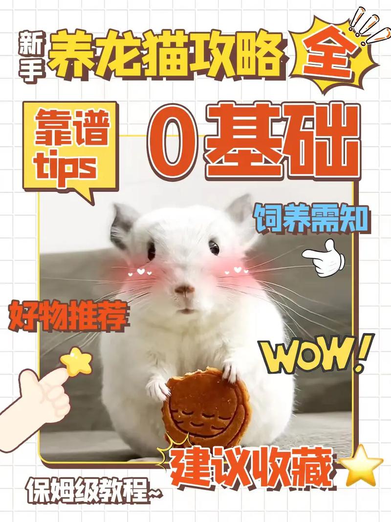 龙猫饲养攻略 - 龙猫饲养攻略视频-第2张图片-益智游 龙猫饲养攻略 - 龙猫饲养攻略视频-第2张图片-益智游