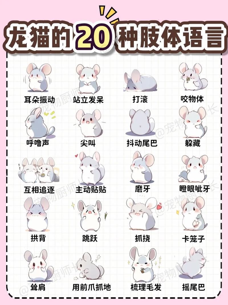 龙猫饲养攻略 - 龙猫饲养攻略视频-第4张图片-益智游 龙猫饲养攻略 - 龙猫饲养攻略视频-第4张图片-益智游