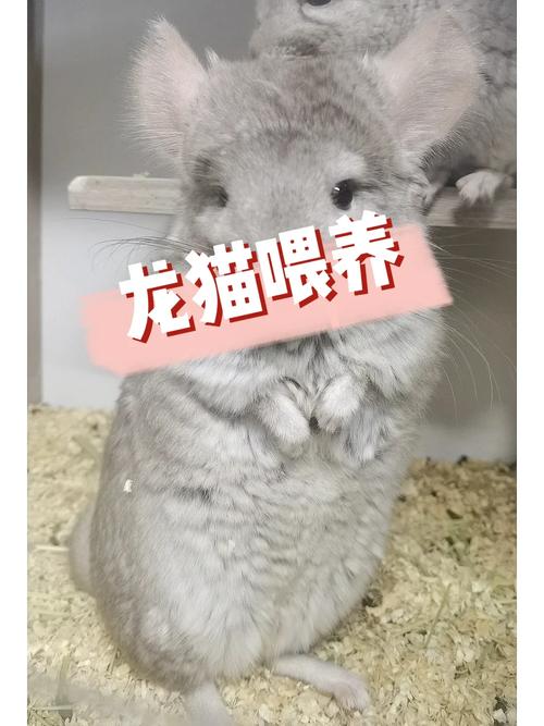 龙猫饲养攻略 - 龙猫饲养攻略视频-第6张图片-益智游 龙猫饲养攻略 - 龙猫饲养攻略视频-第6张图片-益智游