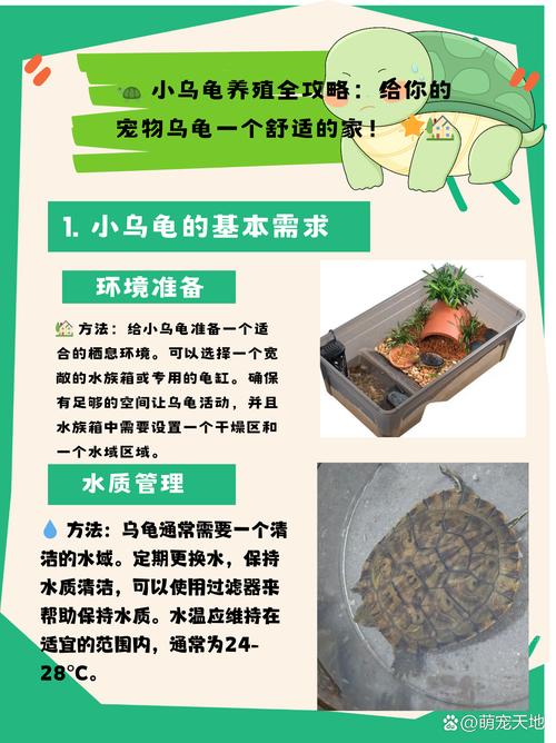 乌龟每天攻略,乌龟经验-第1张图片-益智游 乌龟每天攻略,乌龟经验-第1张图片-益智游