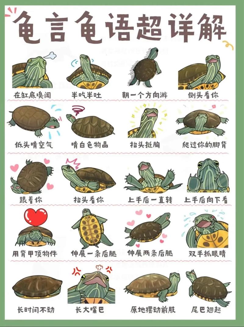 乌龟每天攻略,乌龟经验-第4张图片-益智游 乌龟每天攻略,乌龟经验-第4张图片-益智游