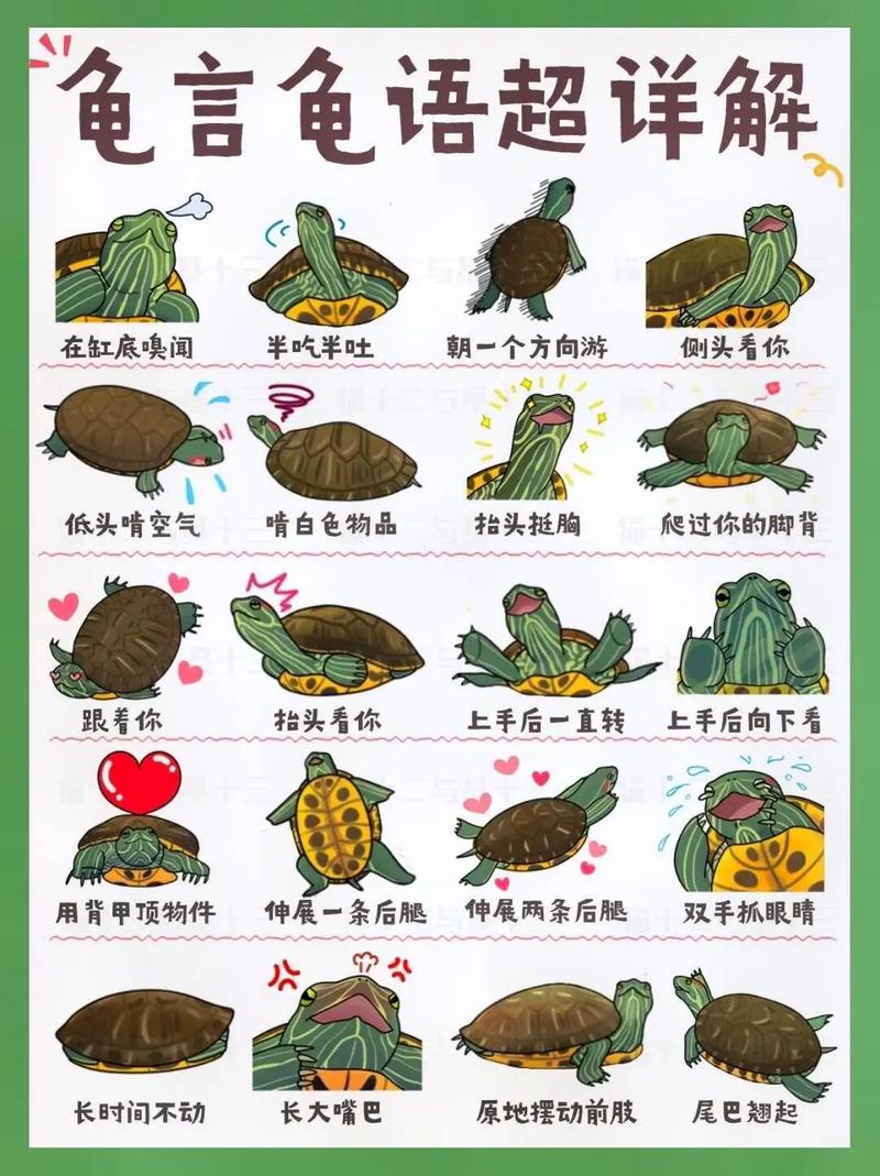乌龟每天攻略,乌龟经验-第5张图片-益智游 乌龟每天攻略,乌龟经验-第5张图片-益智游