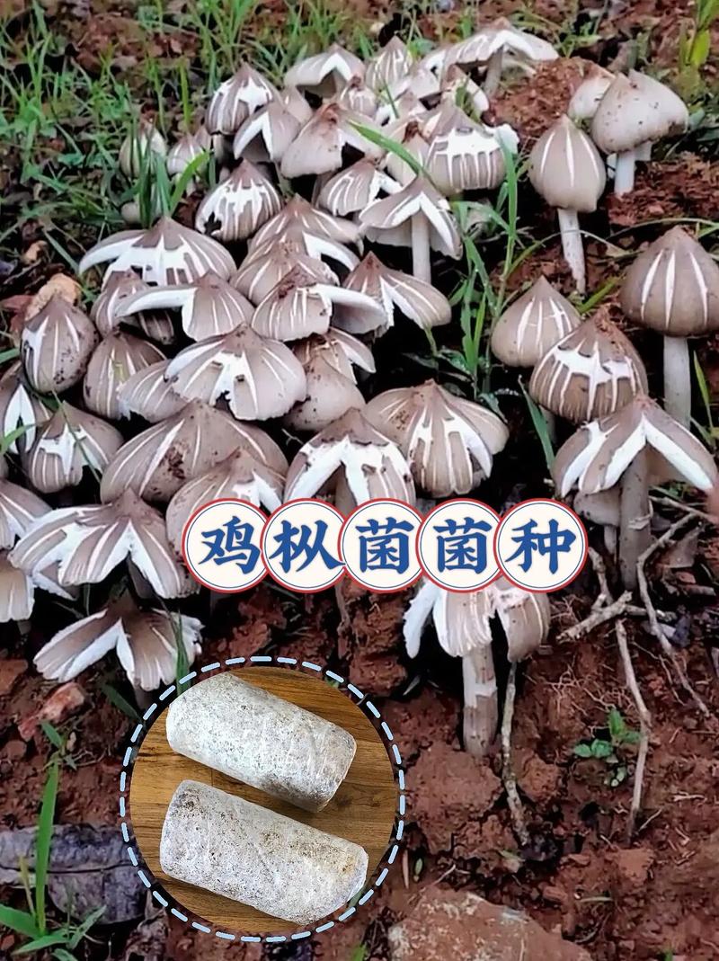 菇菇栽培研究室攻略(菇菇栽培研究所攻略)-第2张图片-益智游 菇菇栽培研究室攻略(菇菇栽培研究所攻略)-第2张图片-益智游