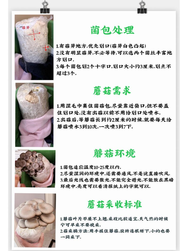 菇菇栽培研究室攻略(菇菇栽培研究所攻略)-第6张图片-益智游 菇菇栽培研究室攻略(菇菇栽培研究所攻略)-第6张图片-益智游