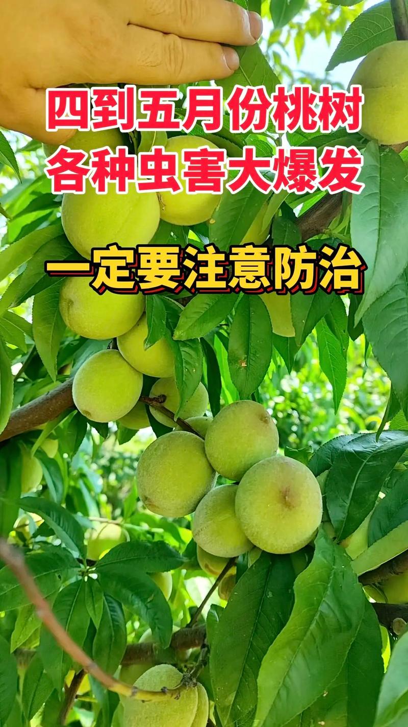 苹果虫攻略(苹果虫吃什么)-第3张图片-益智游 苹果虫攻略(苹果虫吃什么)-第3张图片-益智游