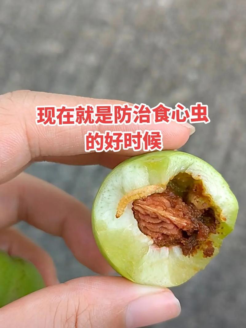 苹果虫攻略(苹果虫吃什么)-第5张图片-益智游 苹果虫攻略(苹果虫吃什么)-第5张图片-益智游