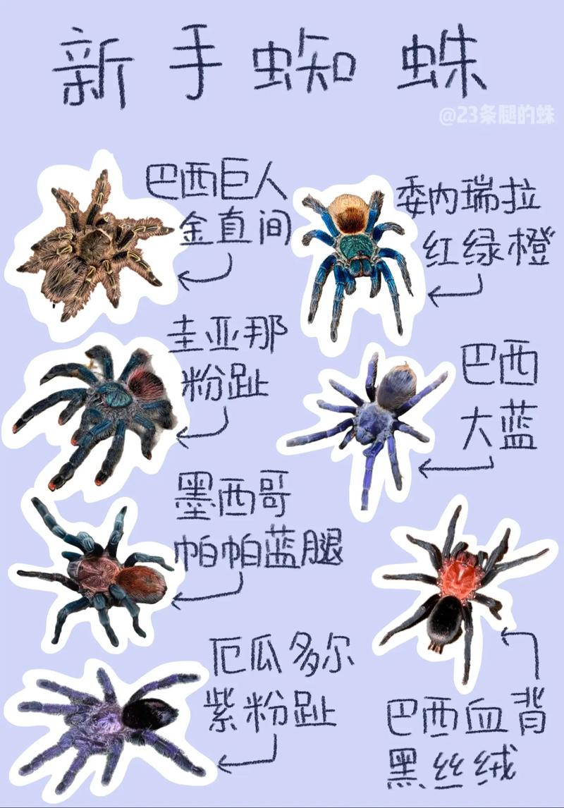 蜘蛛区攻略(蜘蛛区门怎么开)-第7张图片-益智游 蜘蛛区攻略(蜘蛛区门怎么开)-第7张图片-益智游