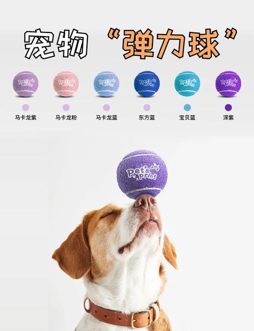 养只宠物球攻略（养只宠物球怎么通关）-第1张图片-益智游