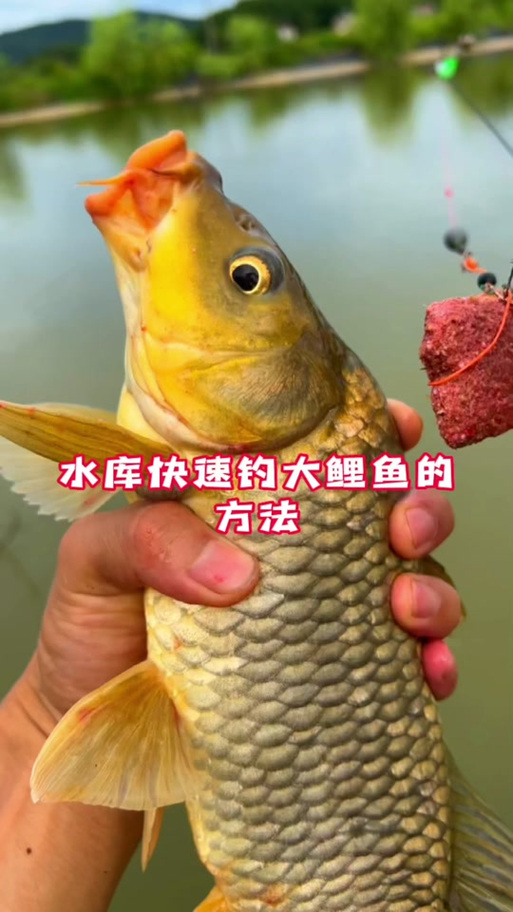 鲤鱼王攻略,鲤鱼王攻略只狼-第3张图片-益智游 鲤鱼王攻略,鲤鱼王攻略只狼-第3张图片-益智游